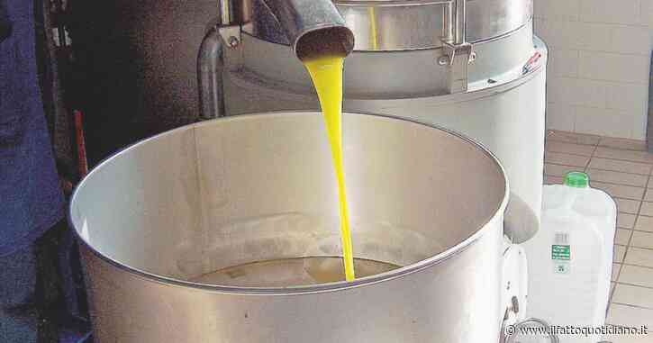 Cambiamenti climatici, la siccità fa crollare la produzione di olio d’oliva: -37% rispetto all’anno precedente