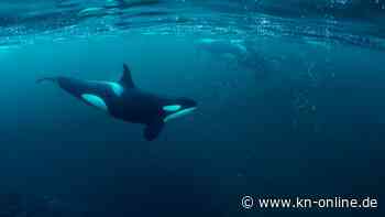 „Einsamster Orca der Welt“ gestorben: Das tragische Leben von Killerwal Kiska