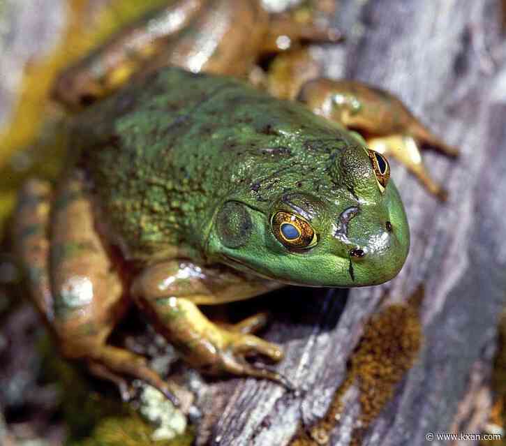 Ecologists want you to eat invasive frogs, but Texas frogging laws are stricter than you might think