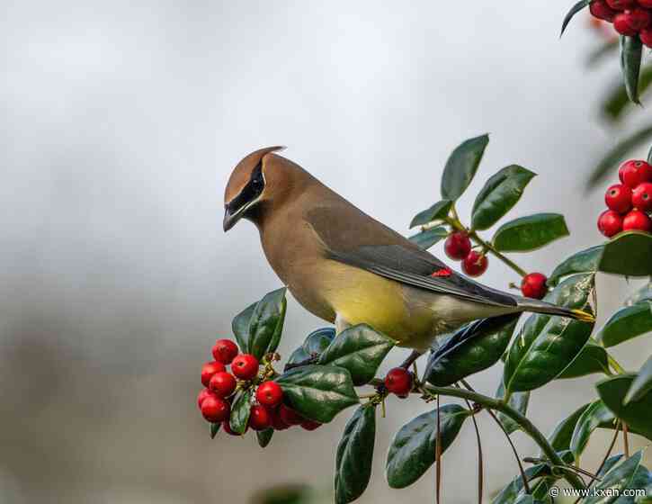 This Louisiana bird is gorgeous, despite binge-eating and whining