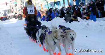 Defending champion leaves Iditarod race over health concerns