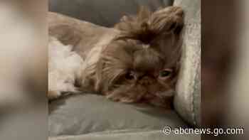 WATCH:  Dogs watch as new cat takes their spot on the couch