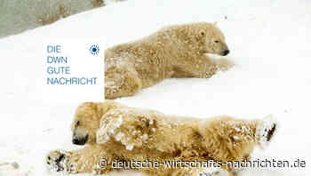 Nicht vom Aussterben bedroht: Eisbär trotzt Klimawandel