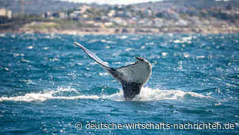 Nach jahrelangem Streit: UN-Vertrag zum Schutz der Ozeane verabschiedet