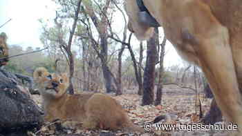 Hoffnung für die letzten Westafrika-Löwen