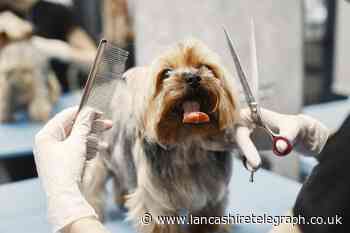Application submitted for dog grooming businesses in Whalley