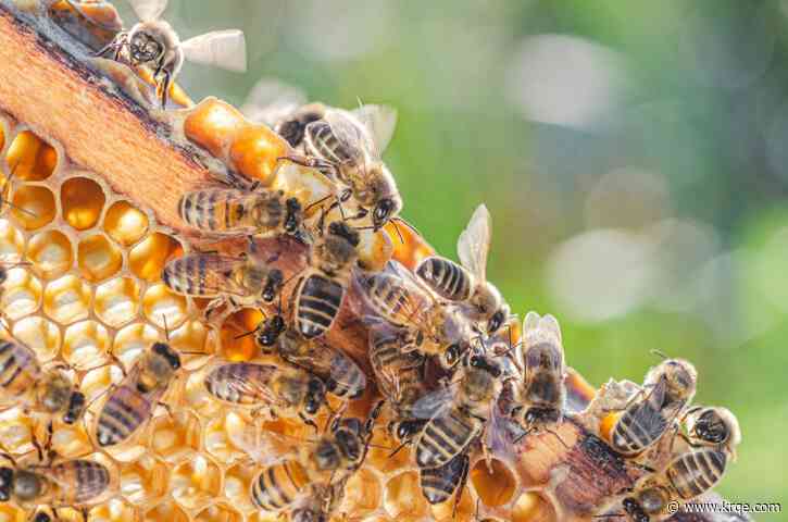 Unlocking secrets of the honeybee dance language – bees learn and culturally transmit their communication skills
