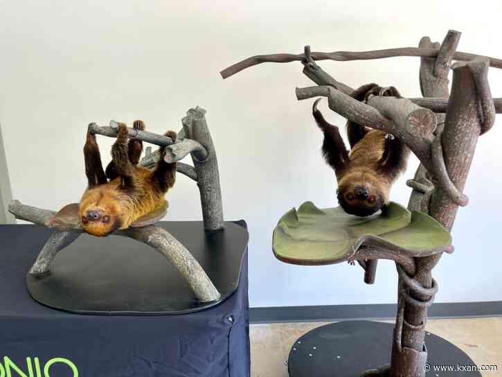 PHOTOS: San Antonio Zoo asks for help naming two sloth pups
