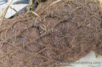 It’s natural: Coconuts become tool in shoreline protection