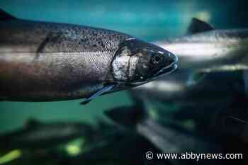 Nature group wants Canada to strengthen reviews of genetically engineered animals