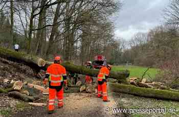 FW-BO: Umgestürzter Baum Am Wiesengrund