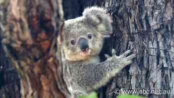 Australian Ethical divests from Lendlease fearing for one of the last healthy koala colonies in NSW