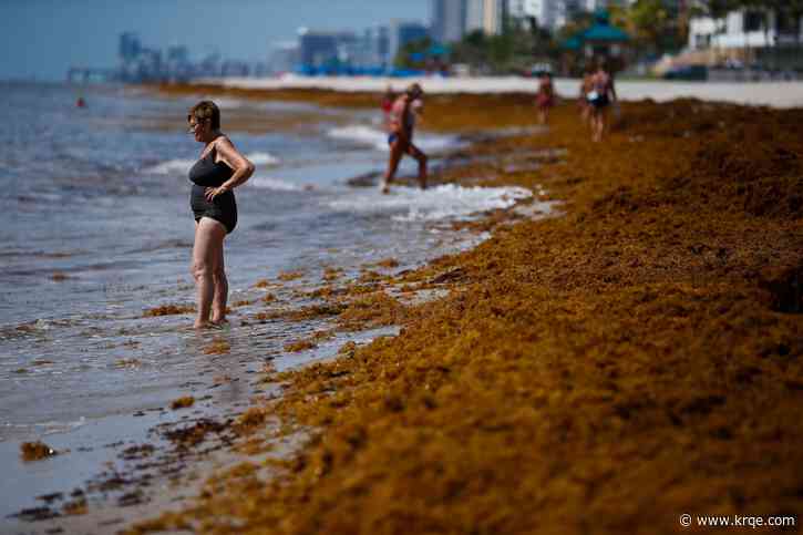 Giant seaweed blob twice the width of the US takes aim at Florida