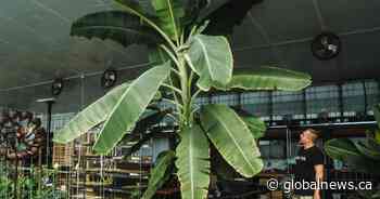 How one Sask. farmer grows tropical fruits in the middle of winter