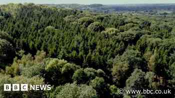 Wiltshire Great Wood to be transformed into nature reserve
