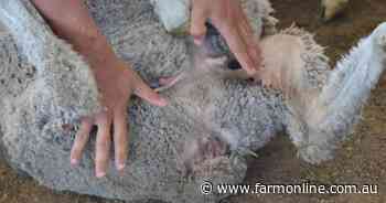Big drop in Merino mulesing but work to do on pain management