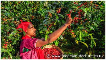 Climate change may "significantly" affect coffee production