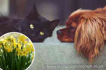 5 poisonous plants that are harmful for pets revealed by expert
