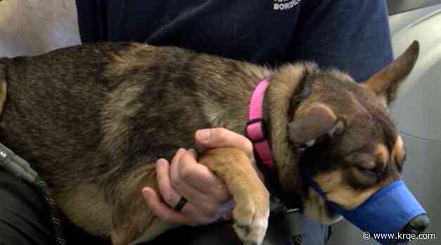 Non-profit providing free care to pets says equipment stolen from hotel