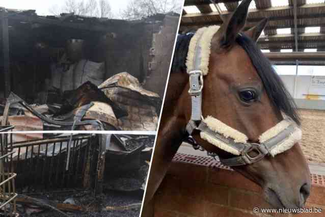 Brandstichter (41) manege De Kempenhoeve krijgt vier jaar cel: “Hij reageerde alleen zijn frustratie af”