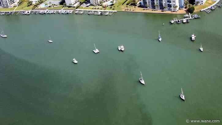 Burning eyes and dead fish as red tide flares up on Florida coast