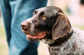 Concorsi di bellezza per animali: perché evitarli