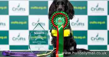 Crufts 2023: Assistance dog and devoted owner clinch coveted crossbreed crown