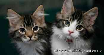 Cat owners face £500 fine if pets are not microchipped under new law