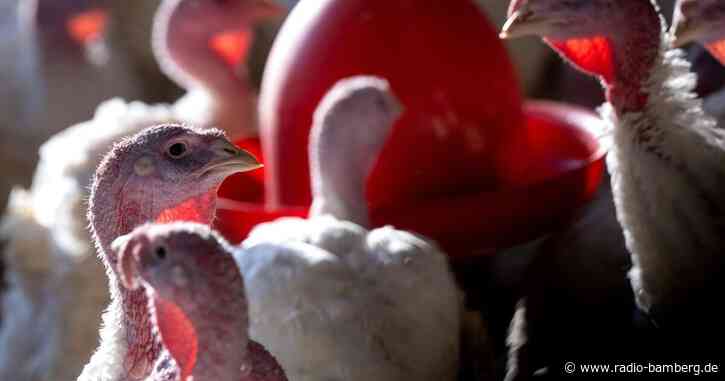 Verdacht auf Geflügelpest: 15.000 Puten werden getötet