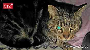 Ozzy war zwölf Jahre lang Horst: Wie ein Kater aus Stadtroda zurück nach Österreich fand