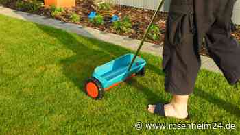 Rasenpflege im Frühjahr: Wann sollte der Rasen zum ersten Mal gedüngt werden?