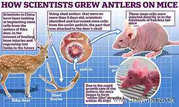 Chinese scientists use stem cell technology to grow antlers on MICE