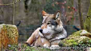 Streift ein Wolf durch den Salzgitterschen Höhenzug?