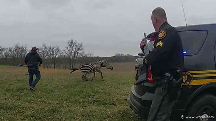 Zebra bites Ohio man's arm off before being put down