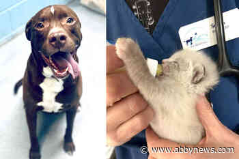 Abbotsford SPCA in ‘desperate need’ of more foster families to care for animals