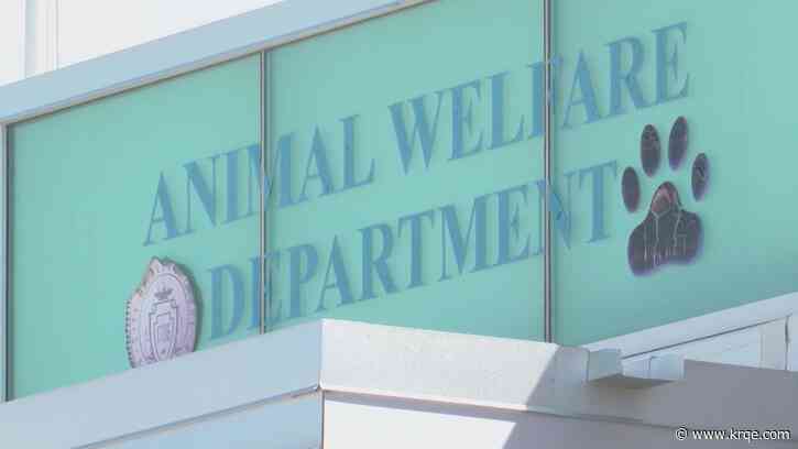 City of Albuquerque offering free spay/neuter for cats