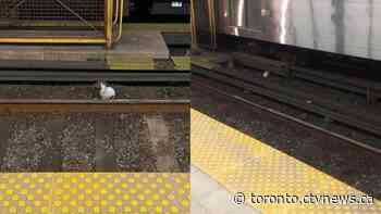 Bunny with 'pink dye on her back' rescued from TTC subway tracks