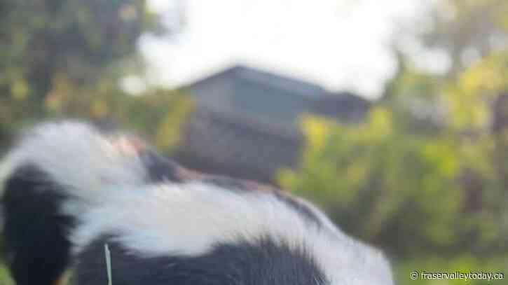 Eight skunks found dead in Metro Vancouver had avian flu: government
