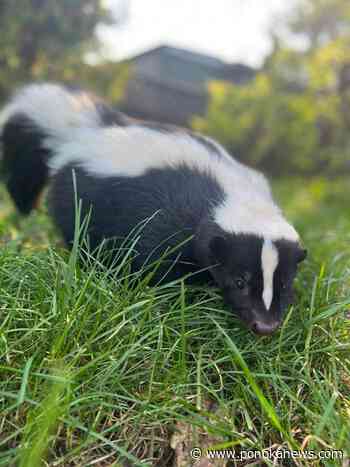 Eight skunks found dead in Metro Vancouver had avian flu: government
