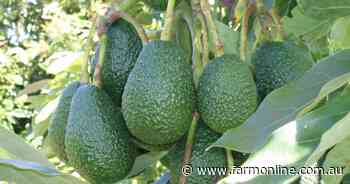 Let the trade begin - avocado growers win green light for India