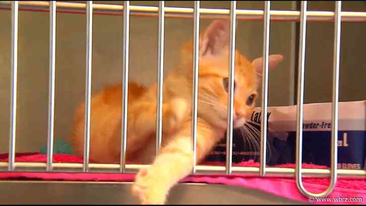 Ascension seeking new site for animal shelter after community pushback