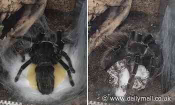 Moment a tarantula releases an oozing egg sac is captured in rare video