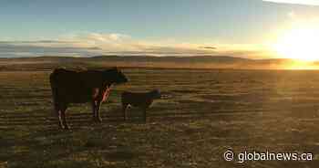 Farmland values continue to climb across Canada