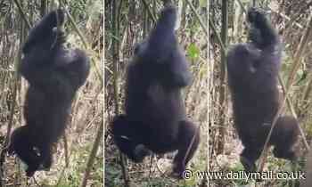 Gorillas deliberately whirl around to make themselves dizzy and induce an 'altered mental state' 