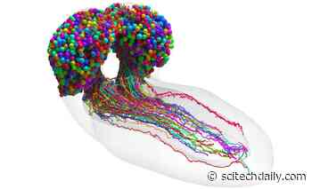 Revolutionizing Neuroscience: First-Ever Complete Wiring Map of Insect Brain Neurons