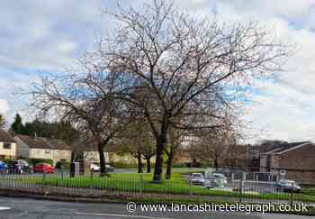 New Blackburn homes for 1950s estate urged after two trees saved