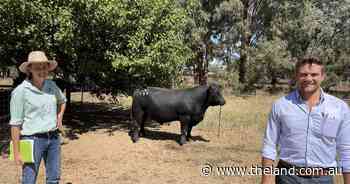Rennylea Angus top $40,000