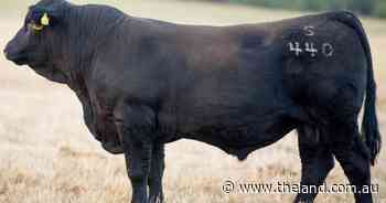 First sale in nine years for St Pauls Genetics