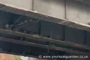 Fear netting under Carshalton Bridge could harm birds