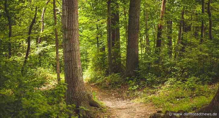 Das Ökosystem Wald verändert sich: Welche Auswirkungen hat dies für die Artenvielfalt? – Neues Projekt der TU Darmstadt erforscht dynamische Wechselwirkung von Flora und Fauna im Darmstädter Wald